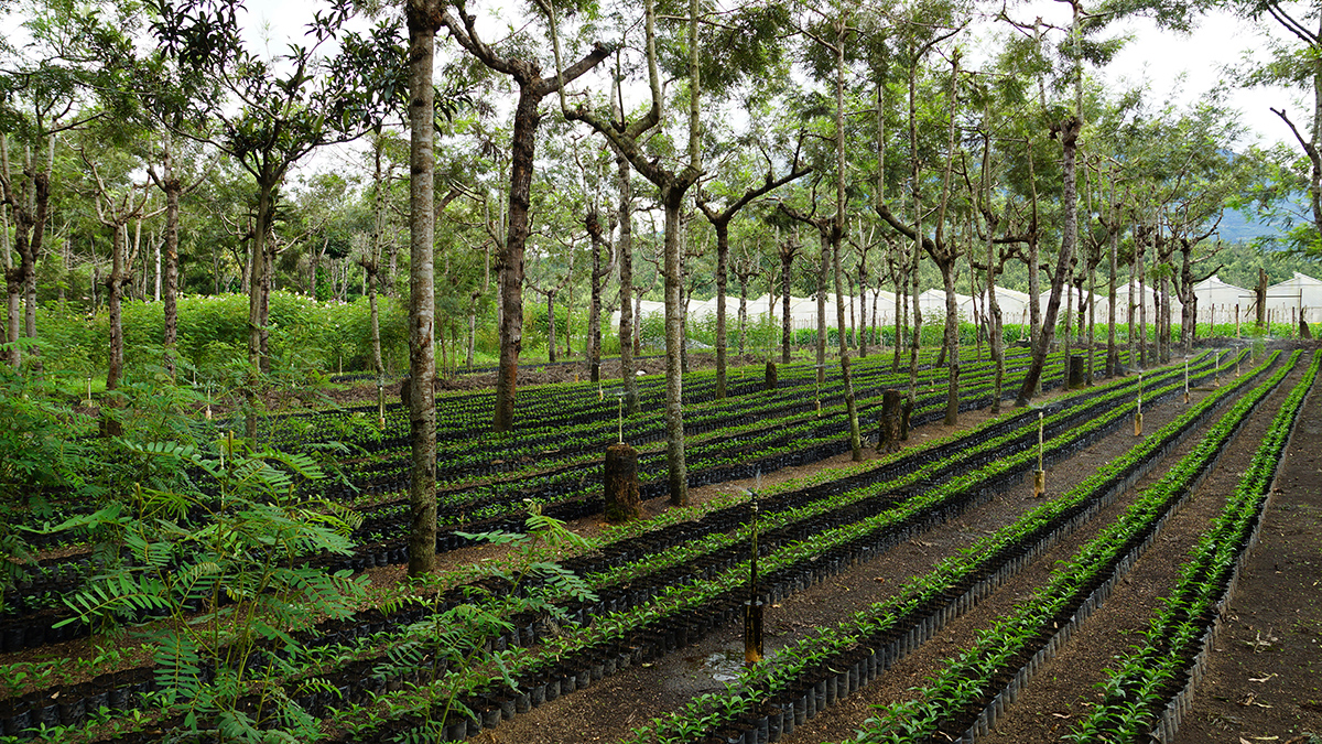Coffee plantation / Antigua, Guatemala